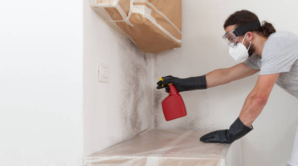Professional Attic Mold Remediation technician working in Lyons, CO