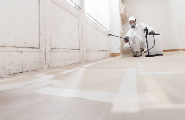 24/7 Emergency Attic Mold Remediation experts in Lyons, CO