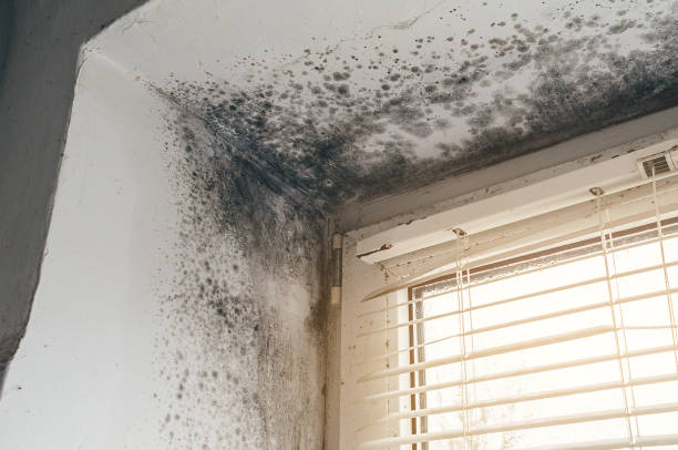 Affordable Attic Mold Remediation solutions in Lyons, CO