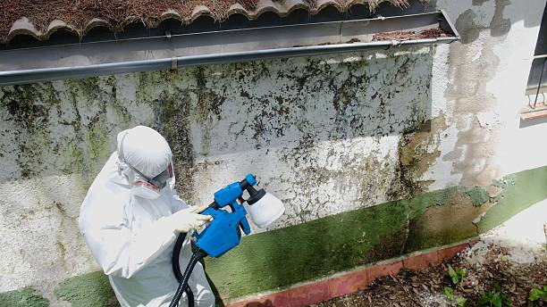 Top rated local Attic Mold Remediation specialists in Lyons, CO